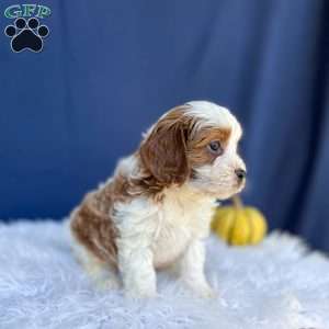 Ranger, Cavapoo Puppy