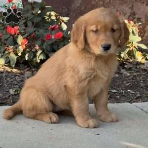 Minnie, Golden Retriever Puppy