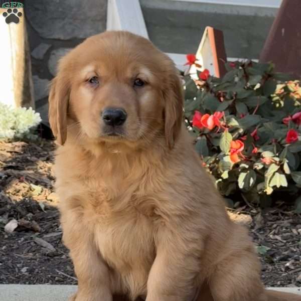 Maple, Golden Retriever Puppy