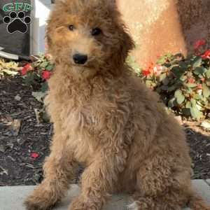 Gidget, Goldendoodle Puppy