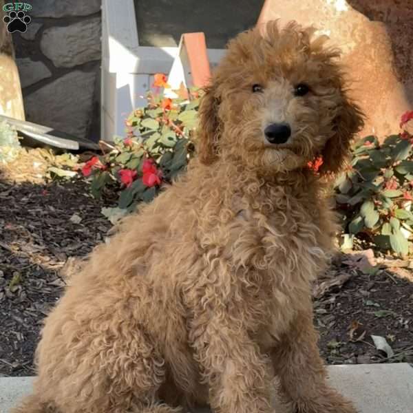 Gidget, Goldendoodle Puppy