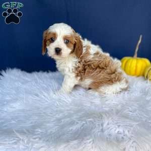 Ranger, Cavapoo Puppy