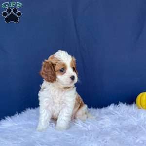 Riley, Cavapoo Puppy