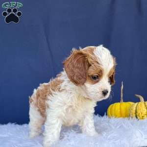 Riley, Cavapoo Puppy