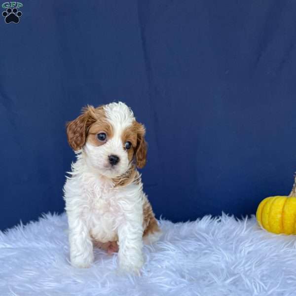 Riley, Cavapoo Puppy