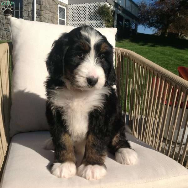 Lulu, Bernedoodle Puppy