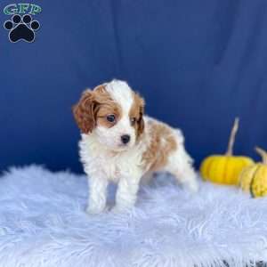 Riley, Cavapoo Puppy