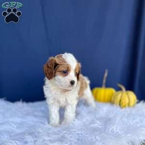 Riley, Cavapoo Puppy