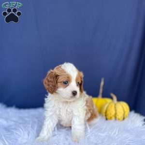 Riley, Cavapoo Puppy