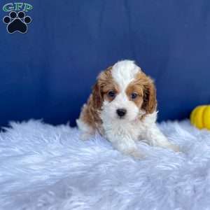 Riley, Cavapoo Puppy