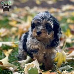 Olive, Cavapoo Puppy