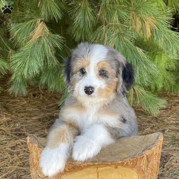 Julia, Mini Bernedoodle Puppy