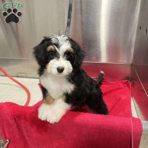 Ivory, Mini Bernedoodle Puppy