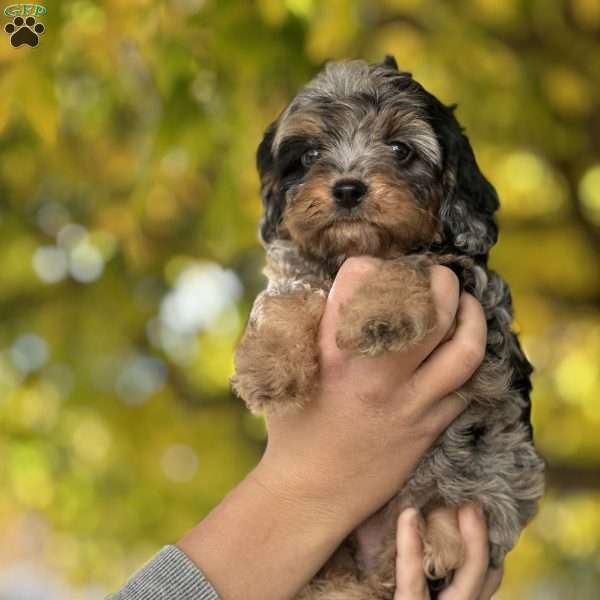 Olive, Cavapoo Puppy