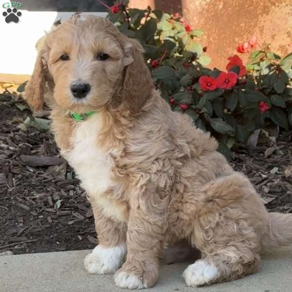 Hunter, Goldendoodle Puppy