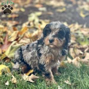 Ori, Cavapoo Puppy