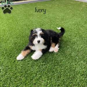 Ivory, Mini Bernedoodle Puppy