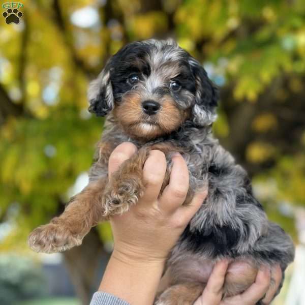 Ori, Cavapoo Puppy