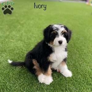 Ivory, Mini Bernedoodle Puppy