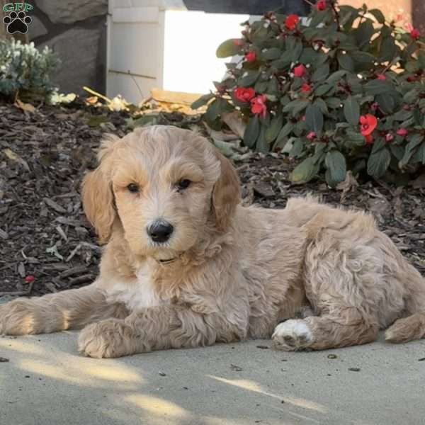 Hendrix, Goldendoodle Puppy