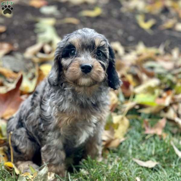 Odessa, Cavapoo Puppy