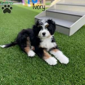 Ivory, Mini Bernedoodle Puppy