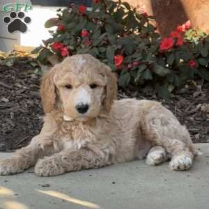 Harvey, Goldendoodle Puppy