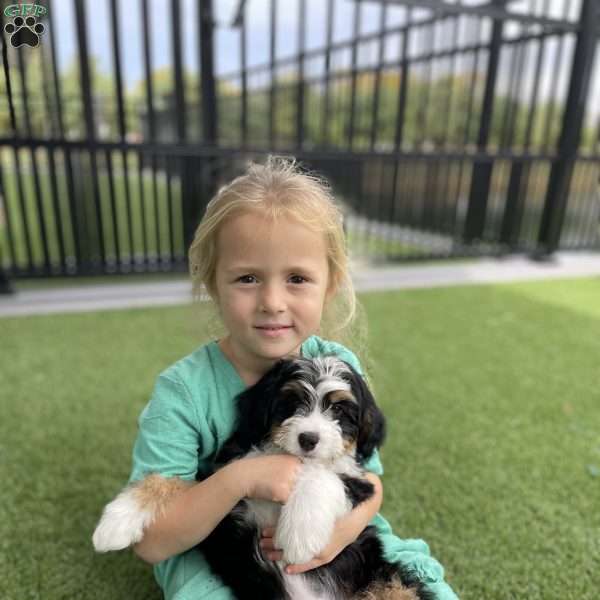 Ivory, Mini Bernedoodle Puppy