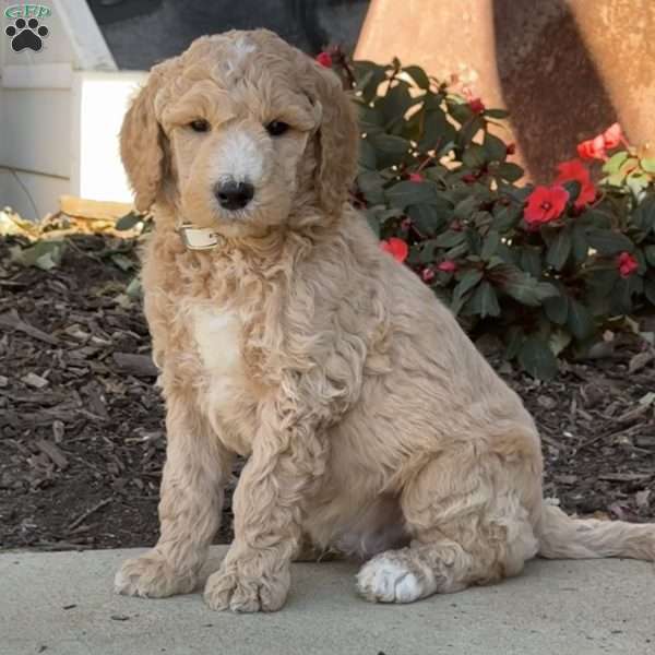 Harvey, Goldendoodle Puppy