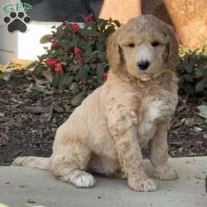 Harvey, Goldendoodle Puppy