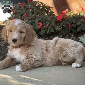 Hank, Goldendoodle Puppy