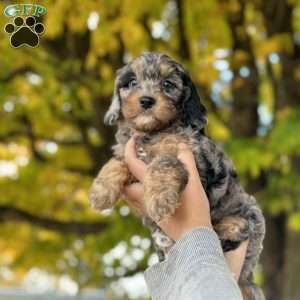 Odessa, Cavapoo Puppy