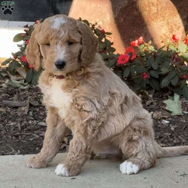 Hank, Goldendoodle Puppy