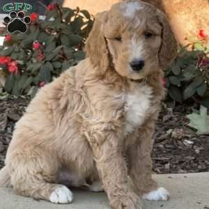 Hank, Goldendoodle Puppy