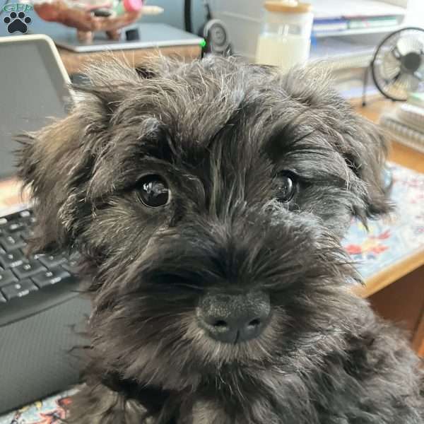 Maize, Miniature Schnauzer Puppy