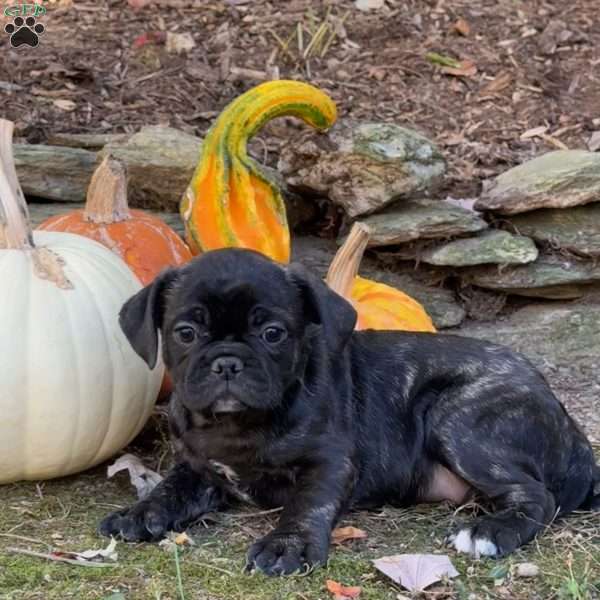 Tiger, French Bulldog Mix Puppy