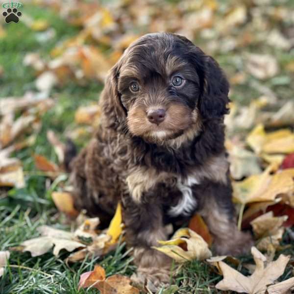 Ollie, Cavapoo Puppy