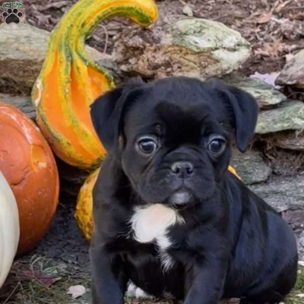 Trevor, French Bulldog Mix Puppy