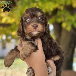 Ollie, Cavapoo Puppy