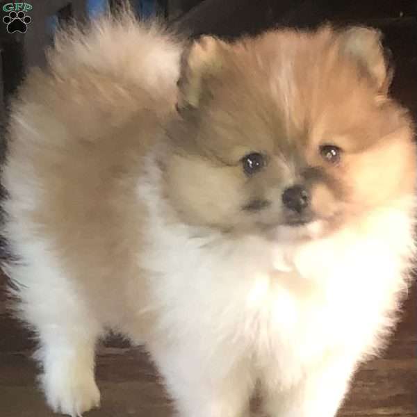 Bear, Pomeranian Puppy