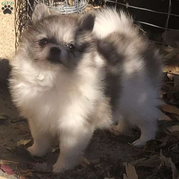 Puff, Pomeranian Puppy