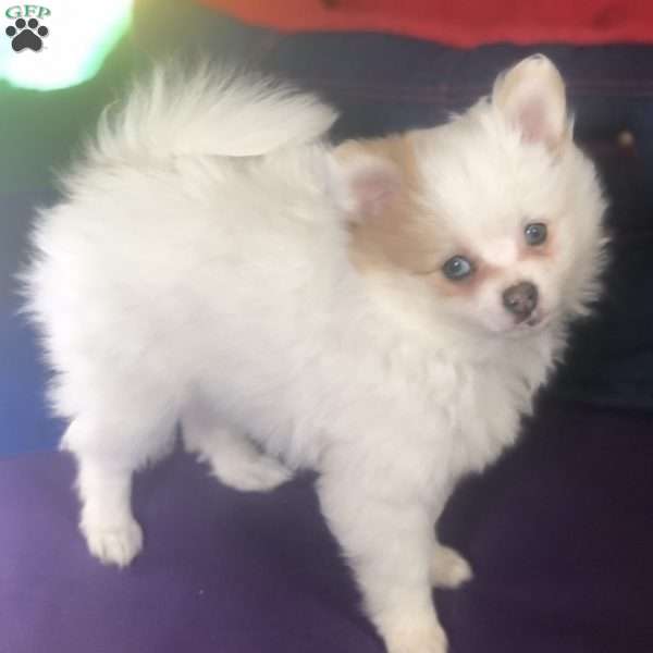 Princess, Pomeranian Puppy