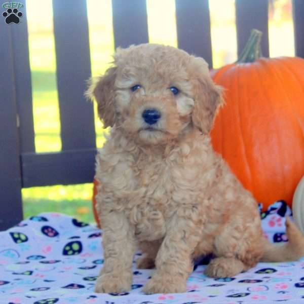 Ian, Mini Goldendoodle Puppy