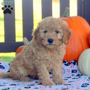 Ian, Mini Goldendoodle Puppy