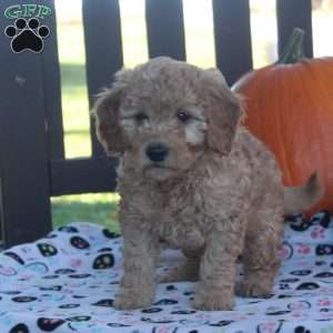 Ian, Mini Goldendoodle Puppy