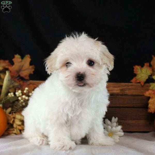 Ian, Maltipoo Puppy