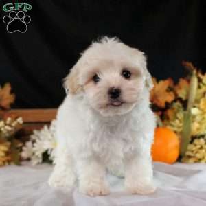 Ian, Maltipoo Puppy