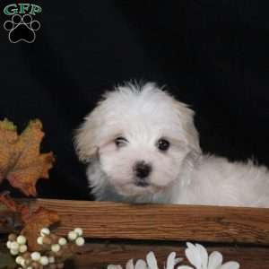 Ian, Maltipoo Puppy