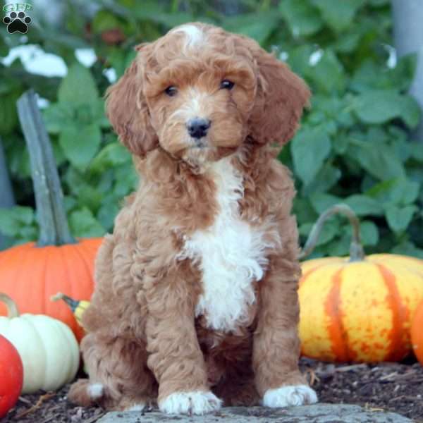 Idris, Cockapoo Puppy