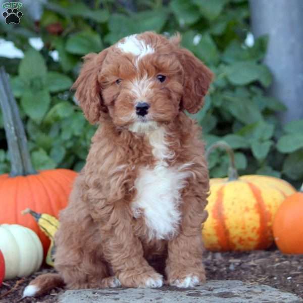 Iker, Cockapoo Puppy